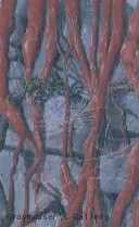 third normal background section