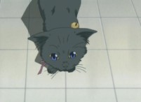 small kitty screencapture