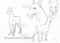 thumbnail link to doberman